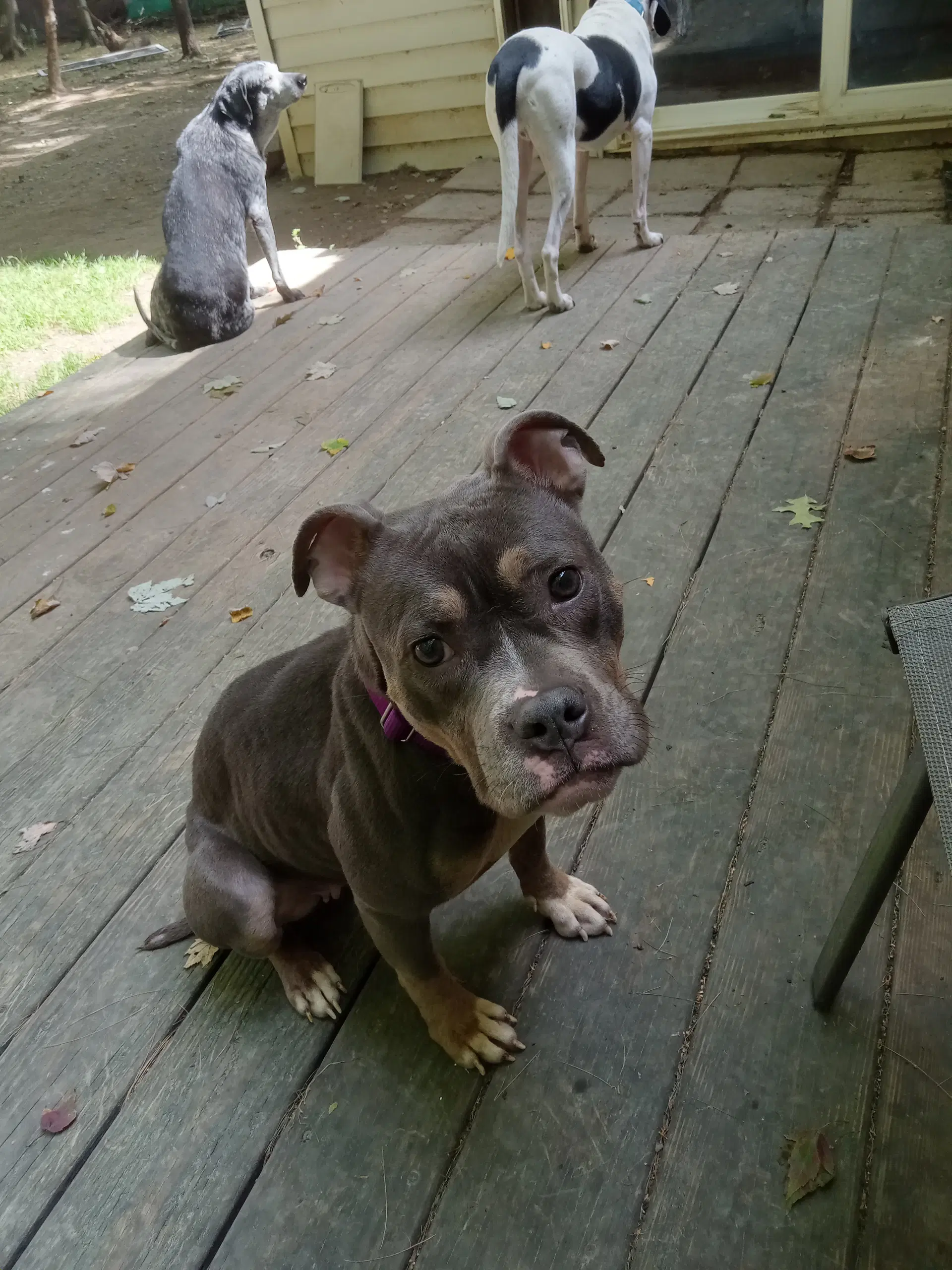 Dolly image 4