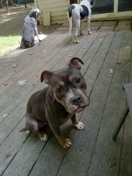 Photo 2 of Dolly