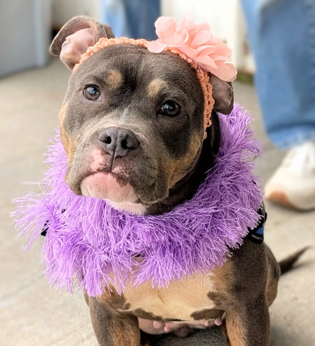 Dolly - Pit Bull Terrier