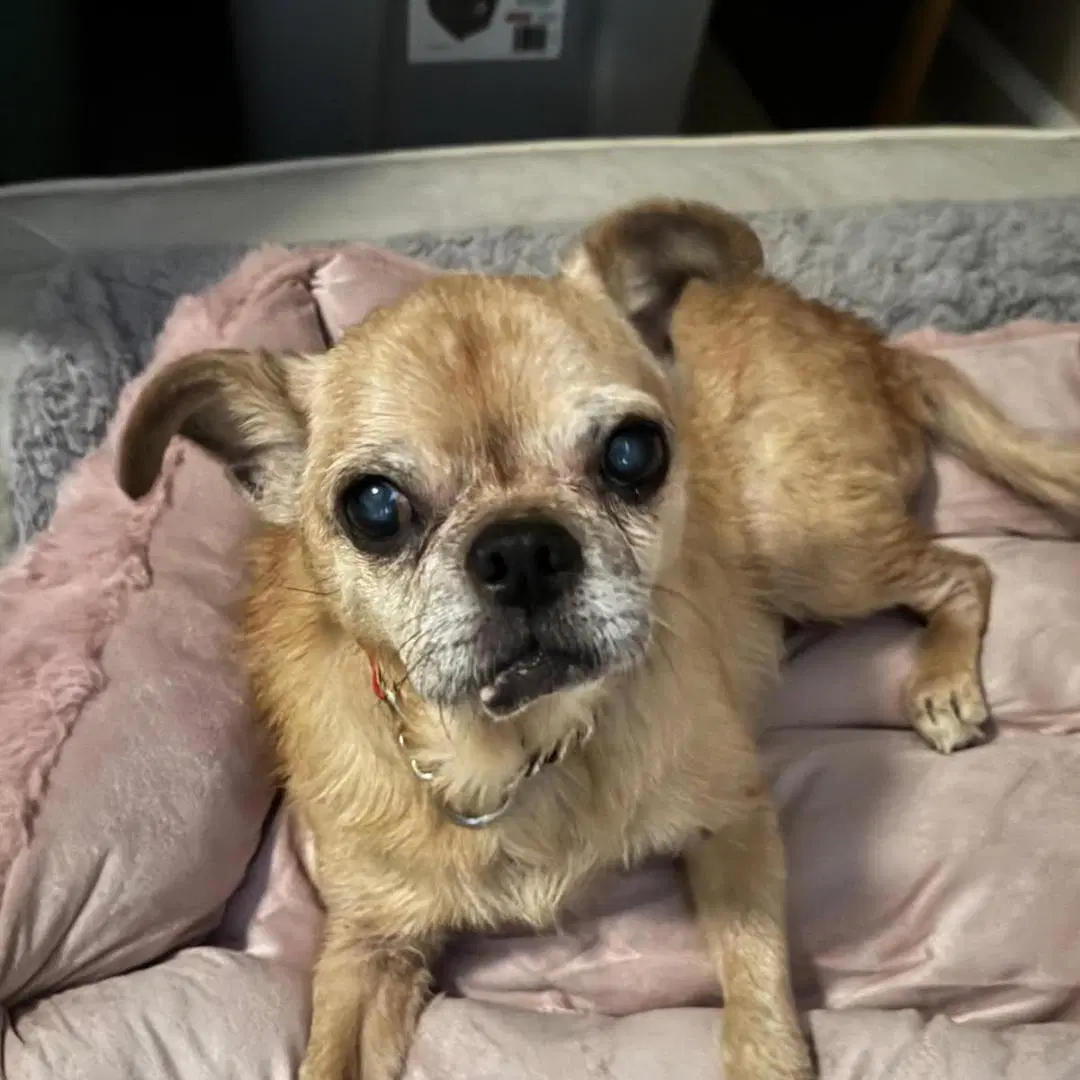 Hope - Drain Pipe Puggle - Pug