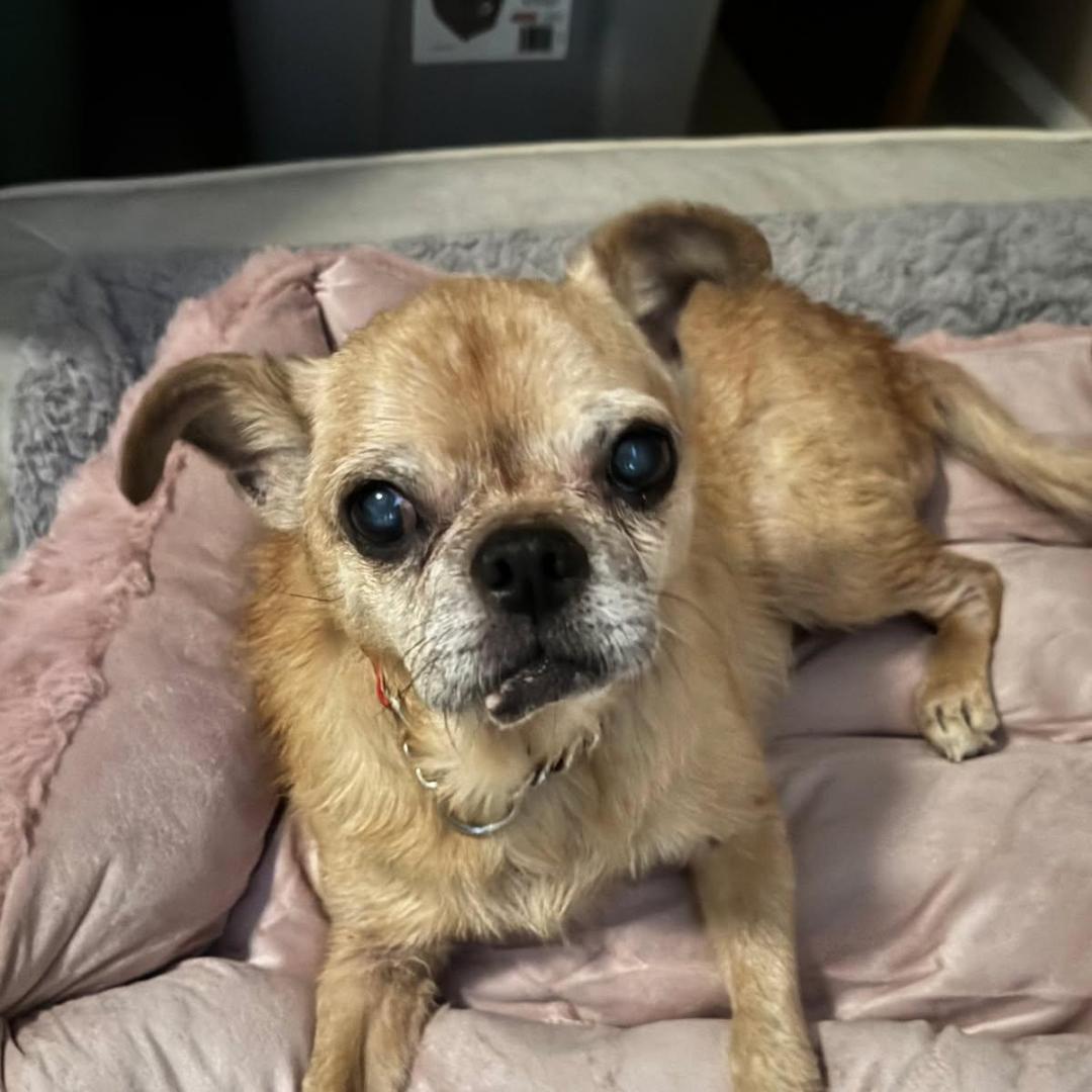 Hope - Drain Pipe Puggle