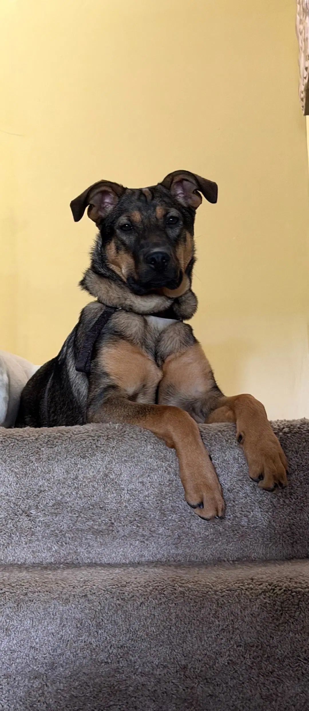Roma - Courtesy Listing - German Shepherd Dog