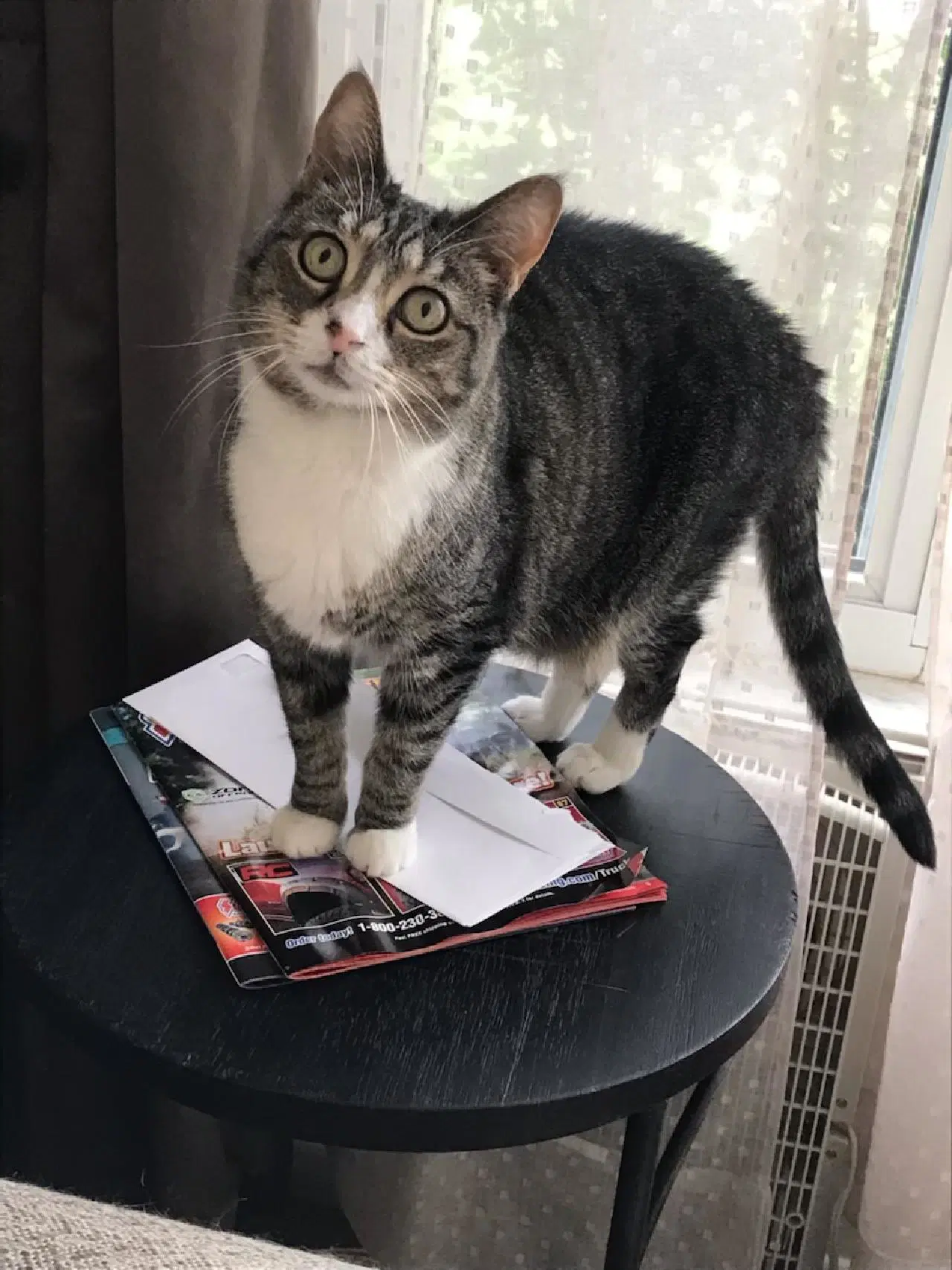 Baby - Courtesy Listing - Domestic Short Hair