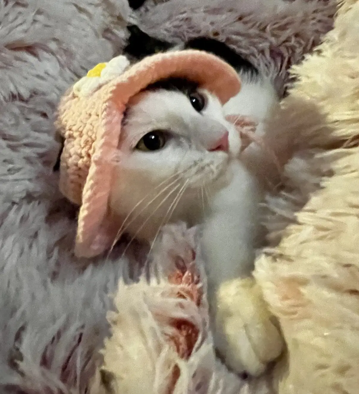 Esther - Domestic Short Hair