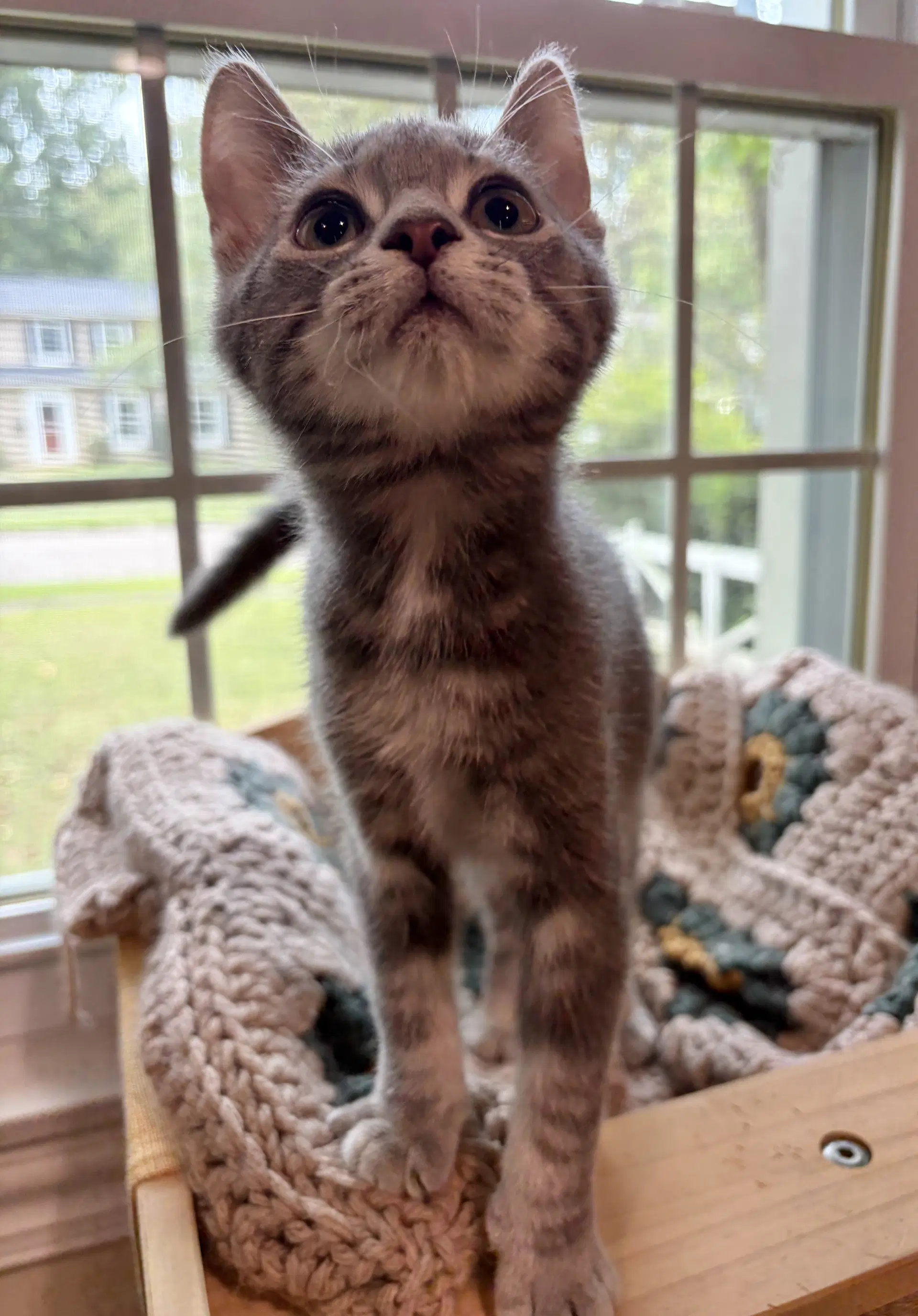 Periwinkle - Domestic Short Hair