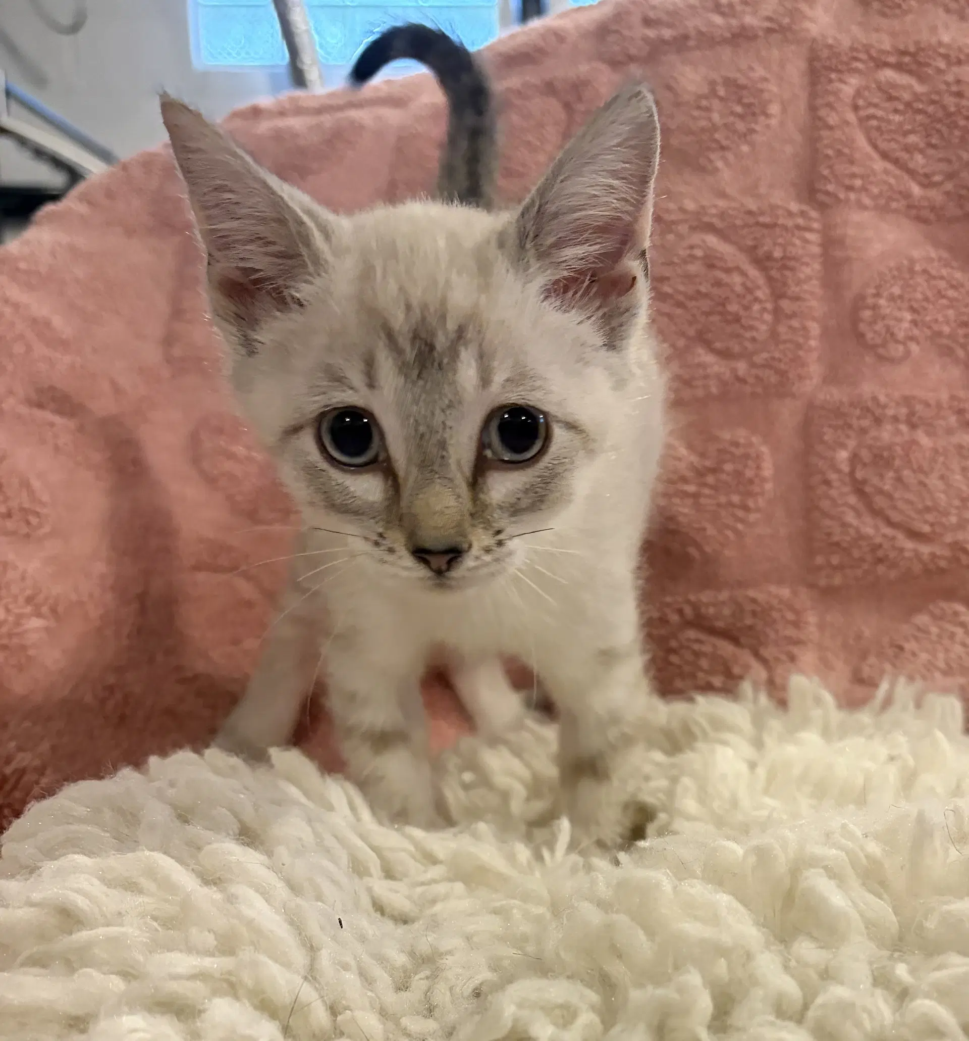 Chive - Domestic Short Hair