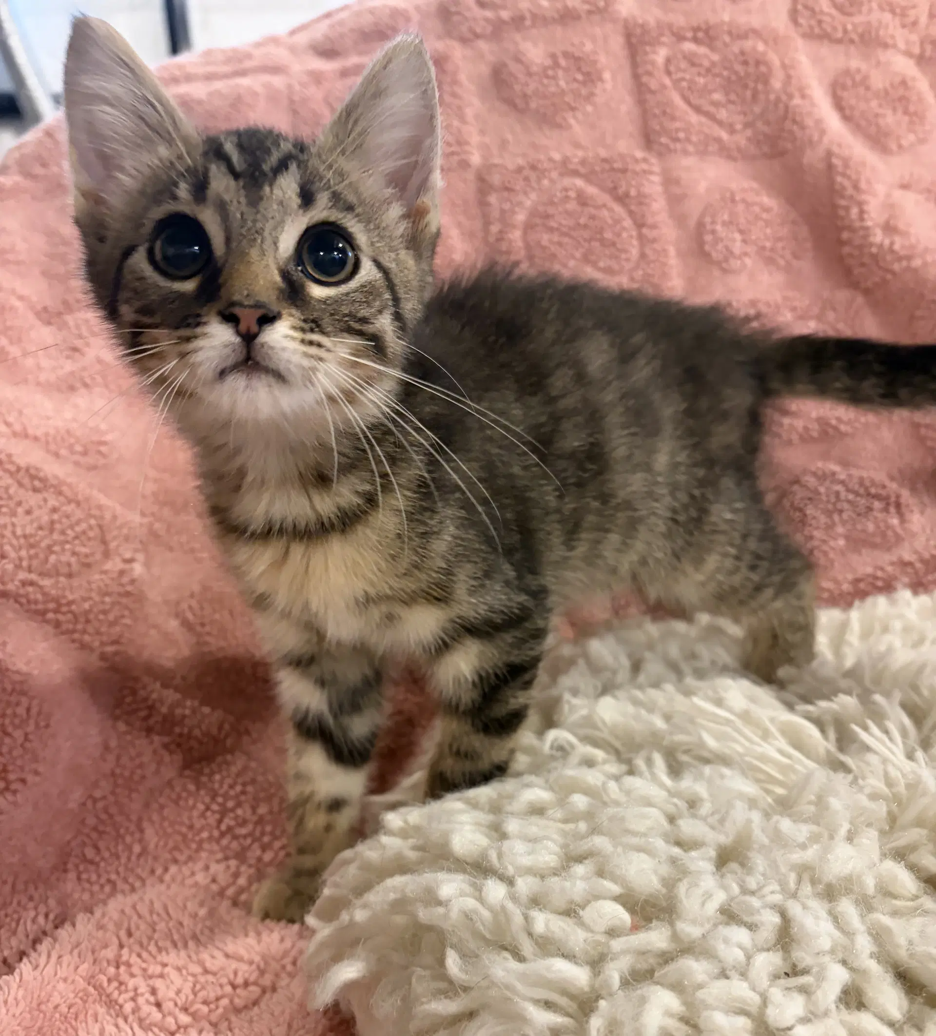 Garlic - Domestic Short Hair