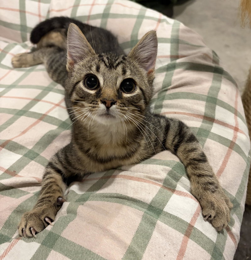 Garlic, a male kitten up for adoption