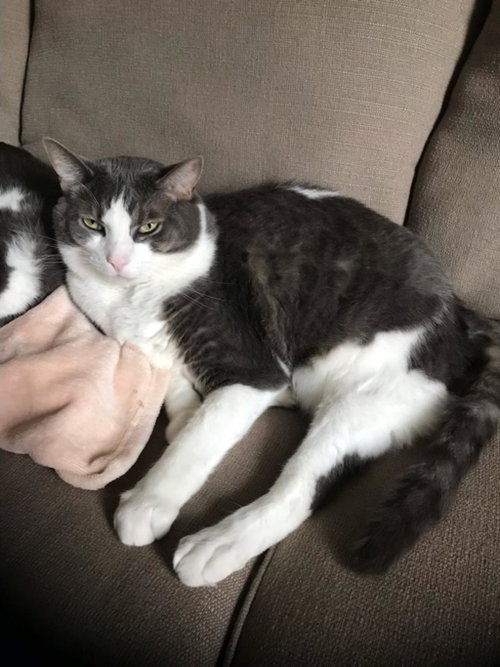 Marilyn&Lover Boy, a cat for adoption from Rose's Rescue