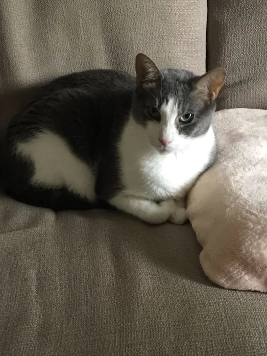 Obie - Courtesy Listing - Domestic Short Hair