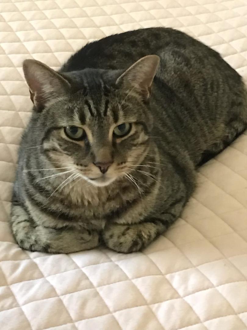 Buddy - Courtesy Listing
