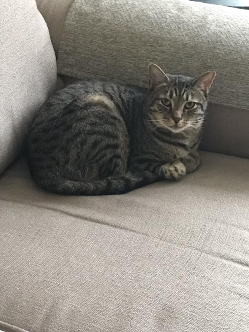 Buddy - Courtesy Listing, photo 5