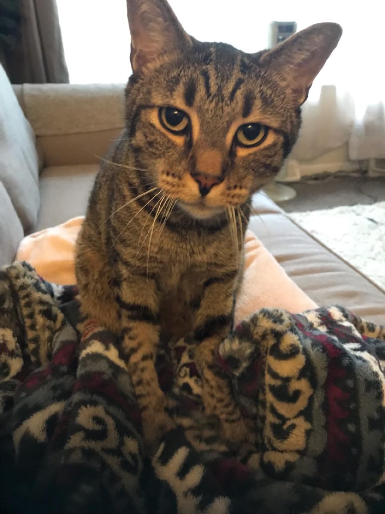Buddy - Courtesy Listing, photo 6