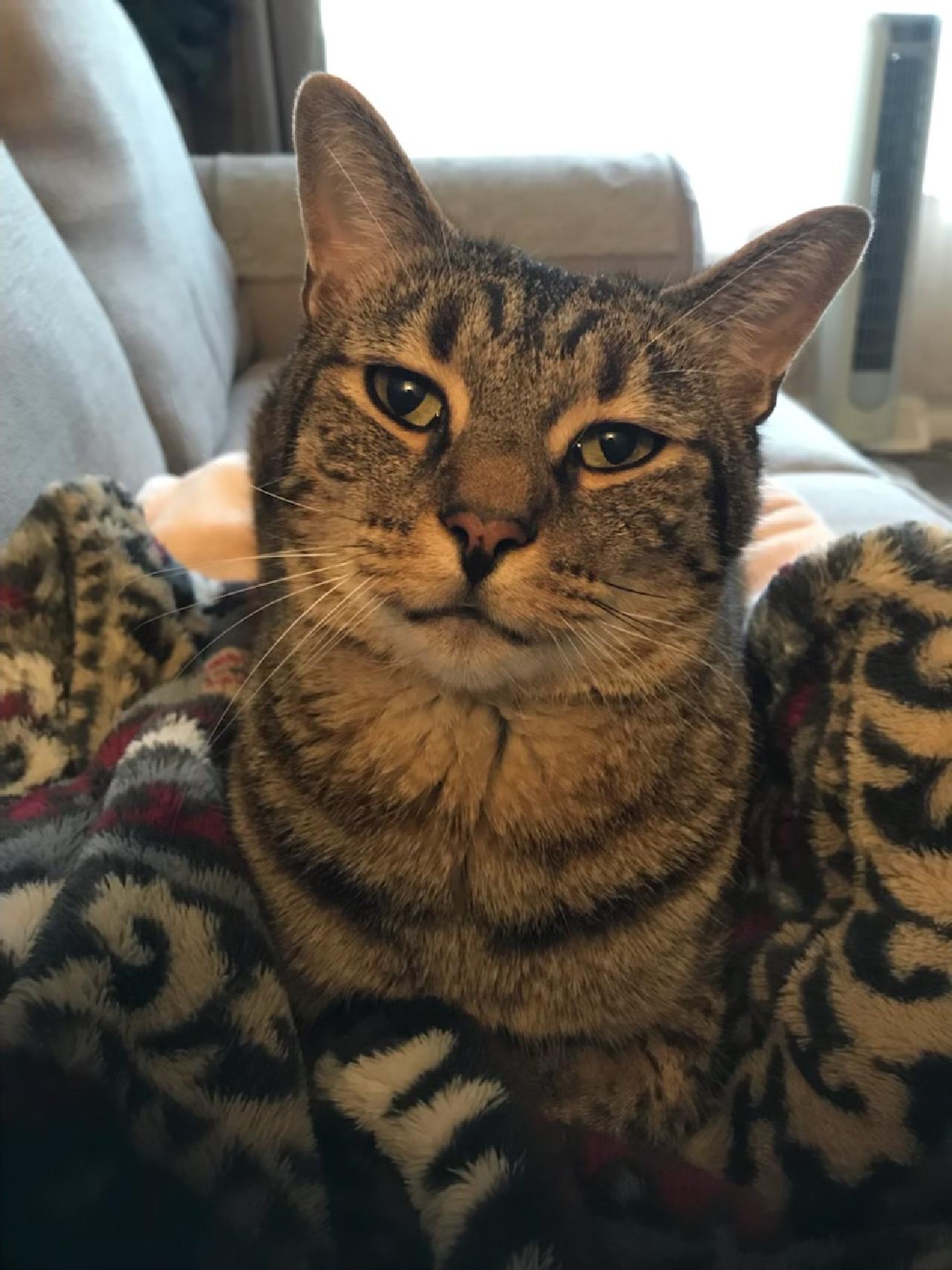 Buddy - Courtesy Listing, photo 8