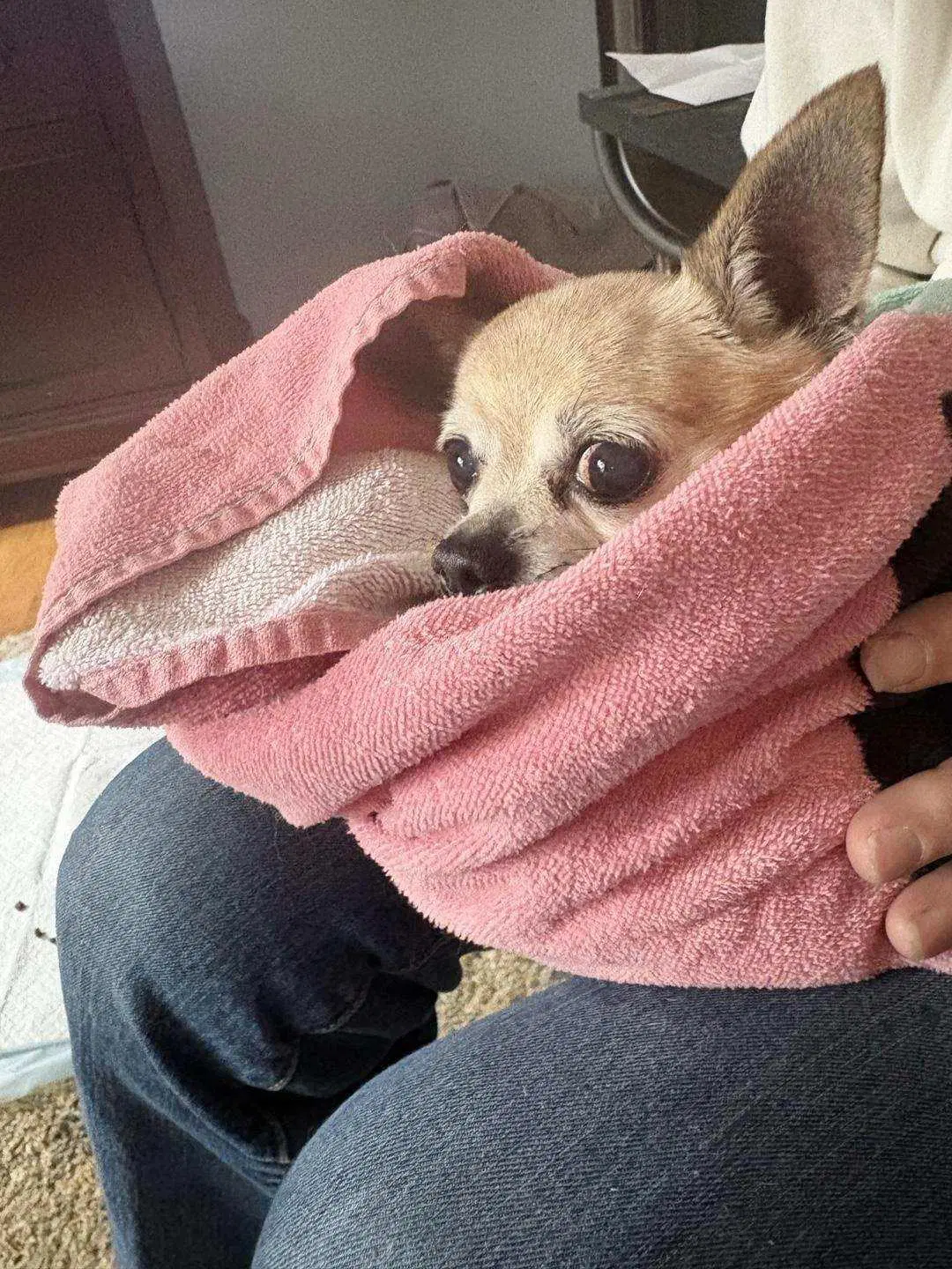 B- Girl In Need - Chihuahua
