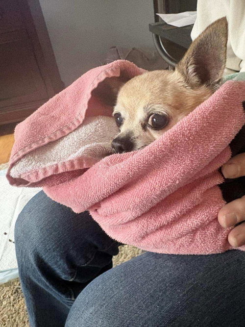 "Beanie"- girl in need, a dog for adoption from Rose's Rescue