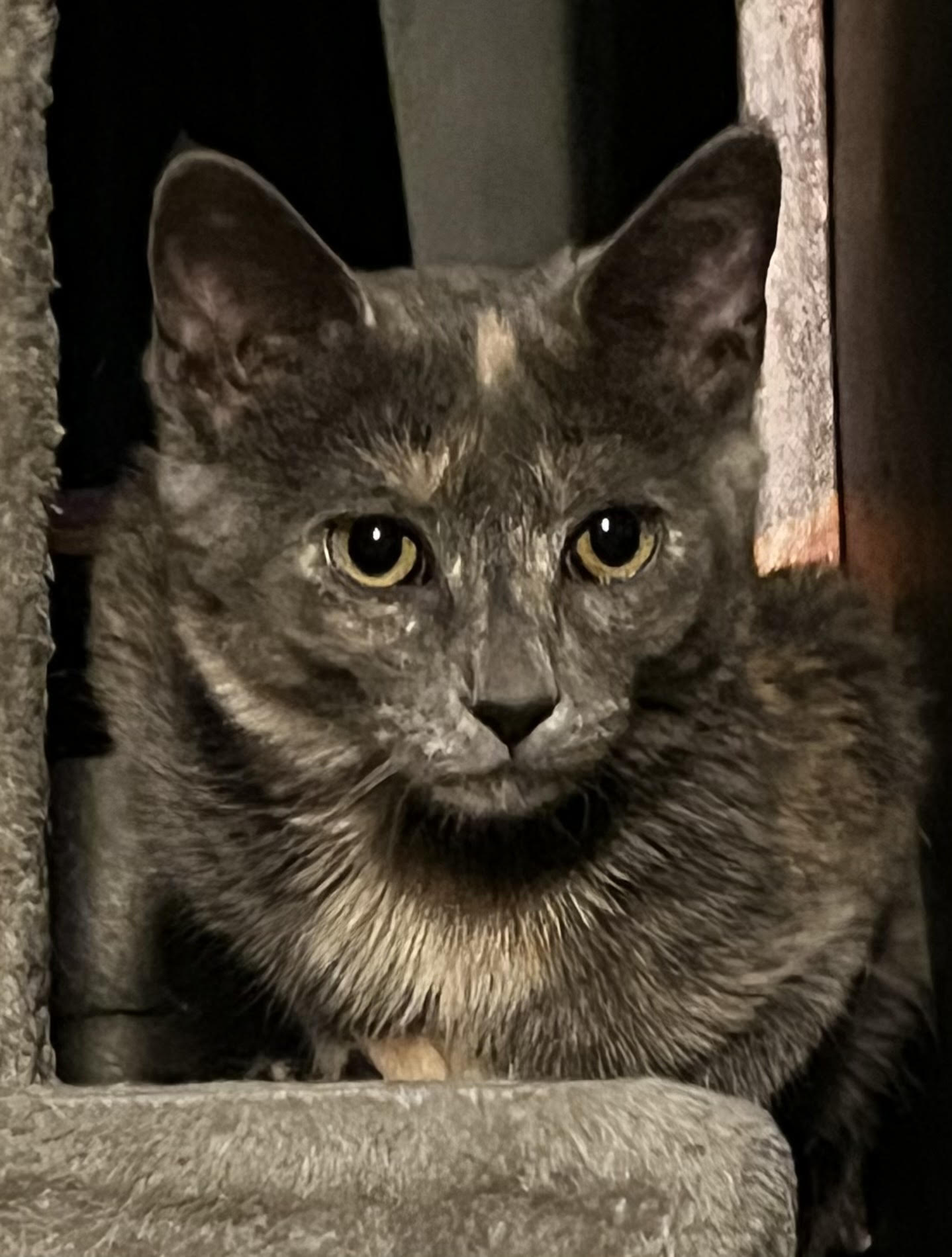 Selene, Domestic Short Hair