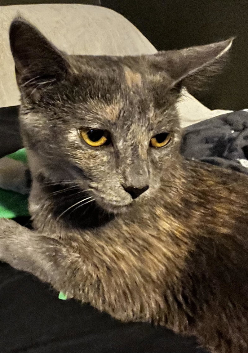 Iris, photo 4