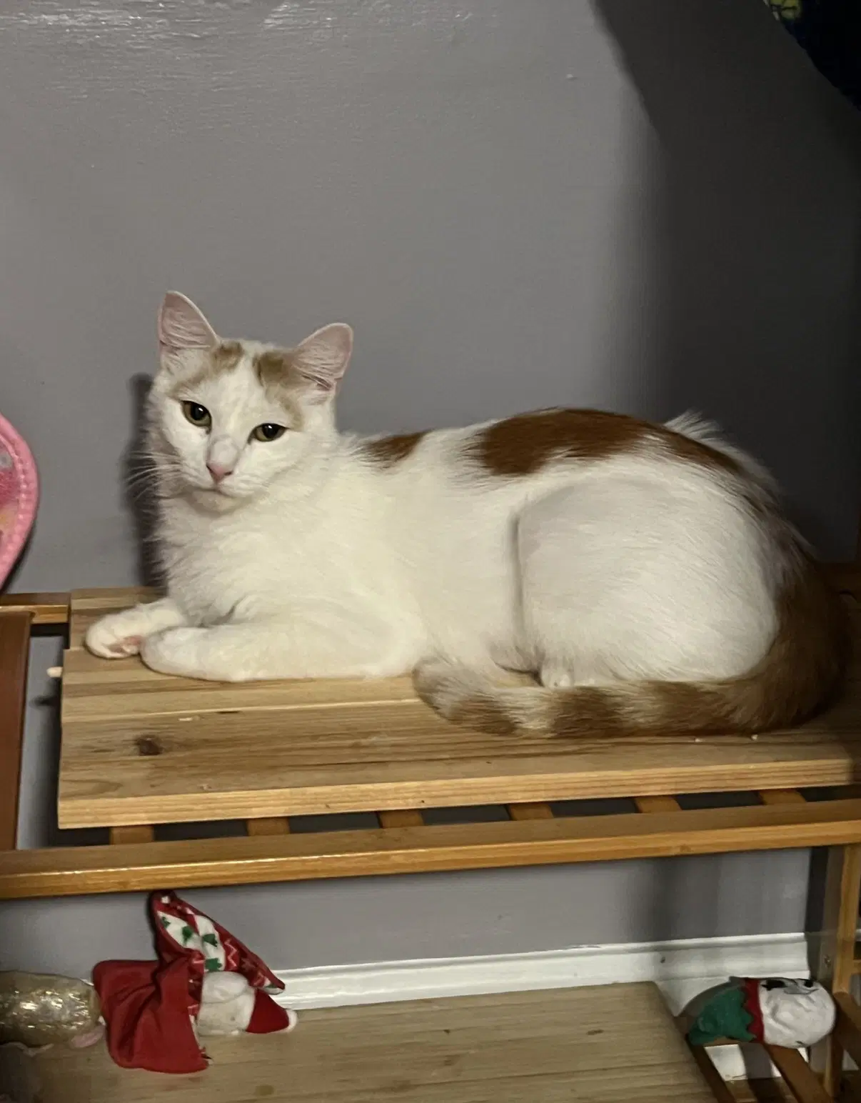 Velma - Domestic Short Hair