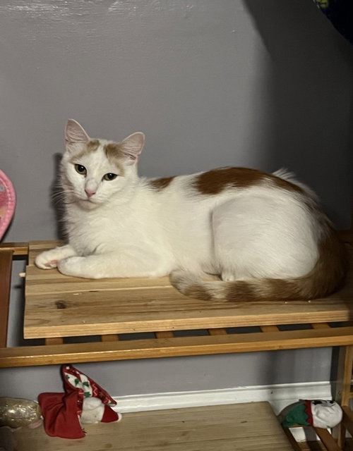 Velma, a cat for adoption from Rose's Rescue