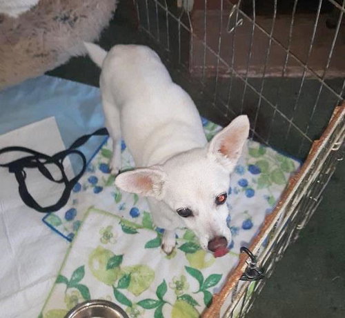 Photo 3 of Lizzy - sweet, sweet senior