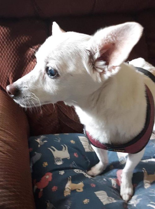 Photo 2 of Lizzy - sweet, sweet senior
