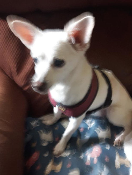 Photo 4 of Lizzy - sweet, sweet senior