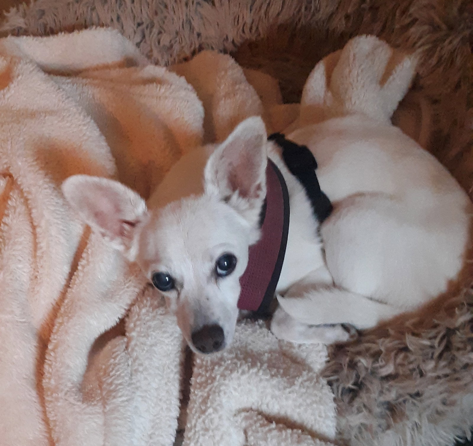 Lizzy - sweet, sweet senior, Chihuahua