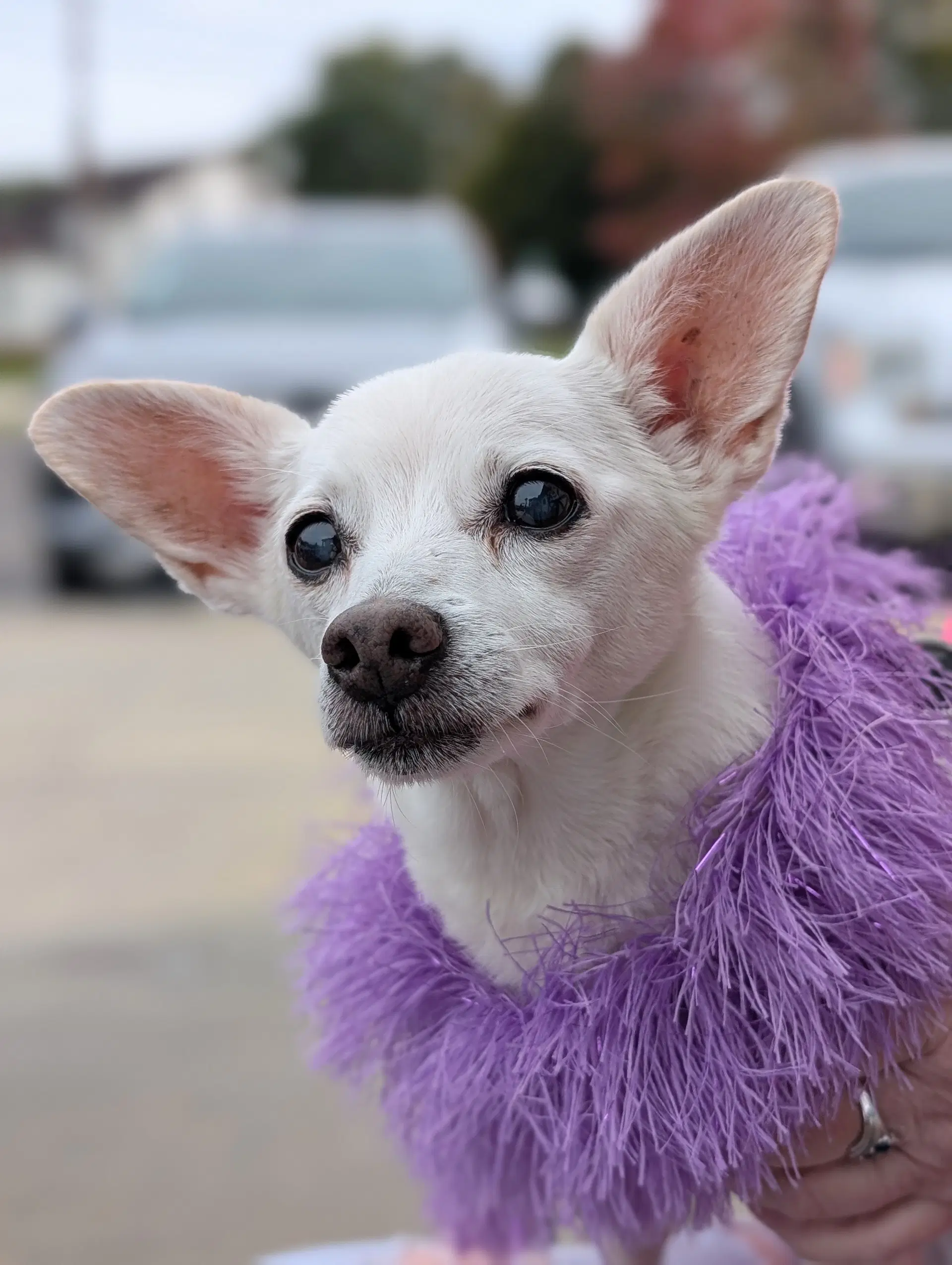 Lizzy - Sweet Sweet Senior - Chihuahua