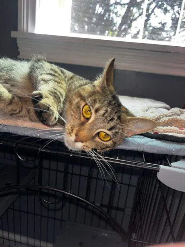 Belle - Courtesy Listing - Domestic Short Hair