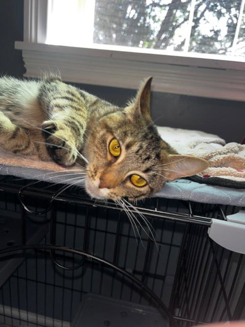 Belle - Courtesy Listing, a cat for adoption from Rose's Rescue