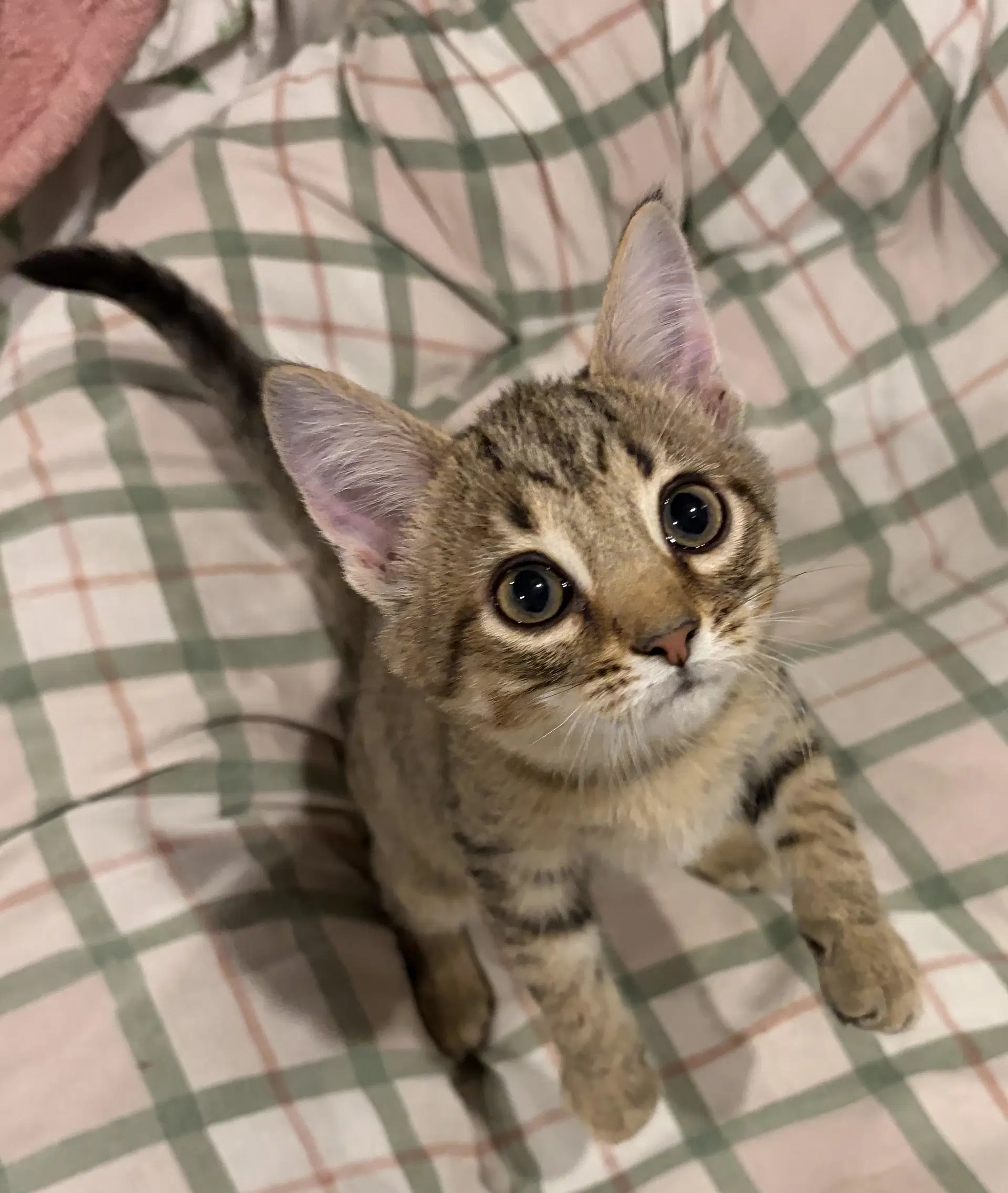 Onion - Domestic Short Hair