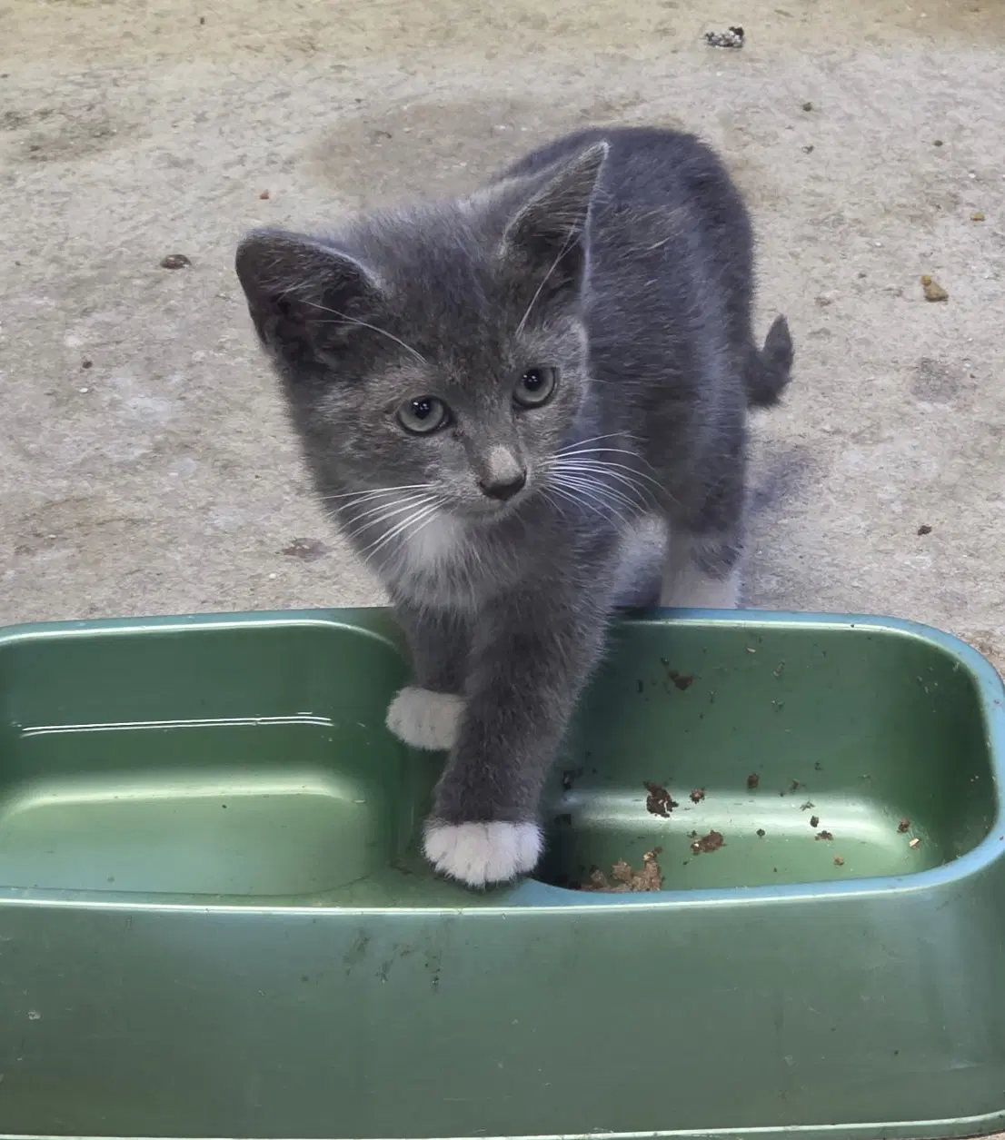 Lilly -Kitten -Courtesy Listing - Russian Blue