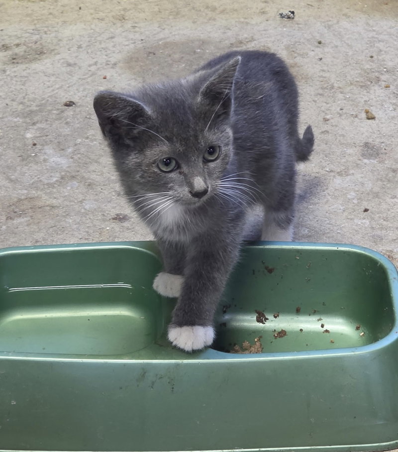 Lilly, a female Russian Blue kitten up for adoption
