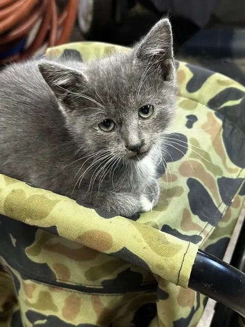 Sybil-Kitten-Courtesy Listing image 1