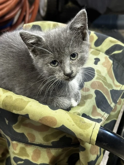 Sybil-Kitten-Courtesy Listing
