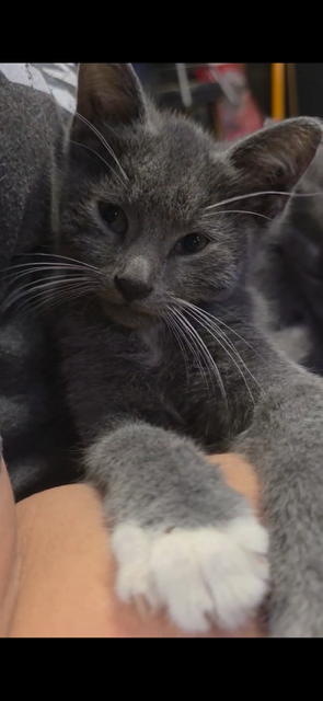 Sybil-kitten-, photo 2