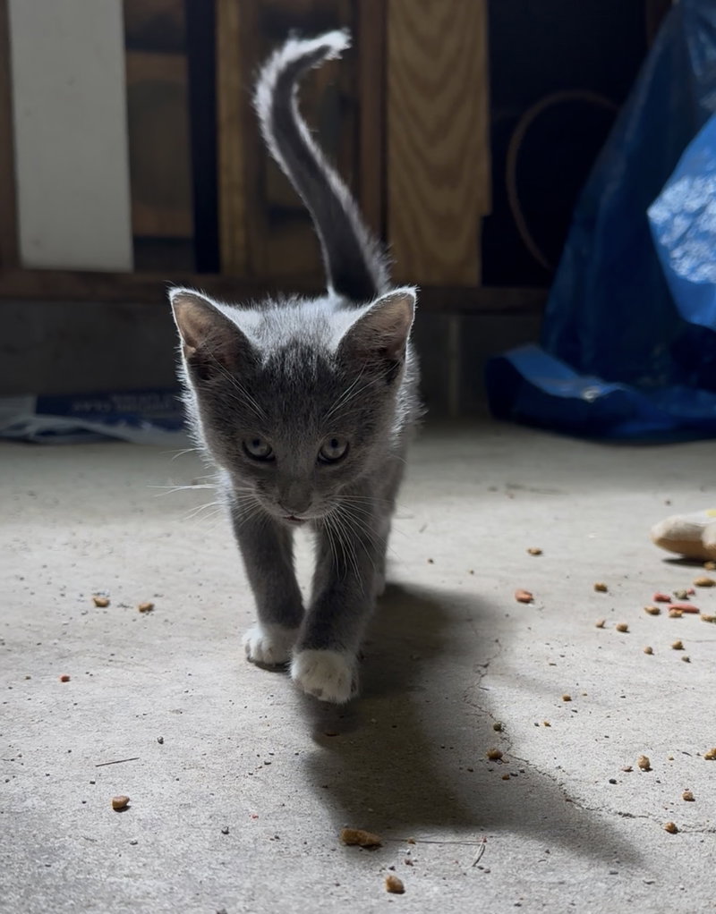 Sybil-kitten-, photo 3