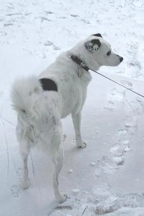 Spot - Senior Girl - Jack Russell Terrier
