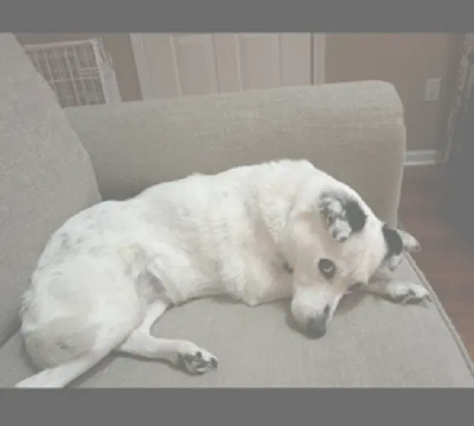 Spot - Senior Girl image 2