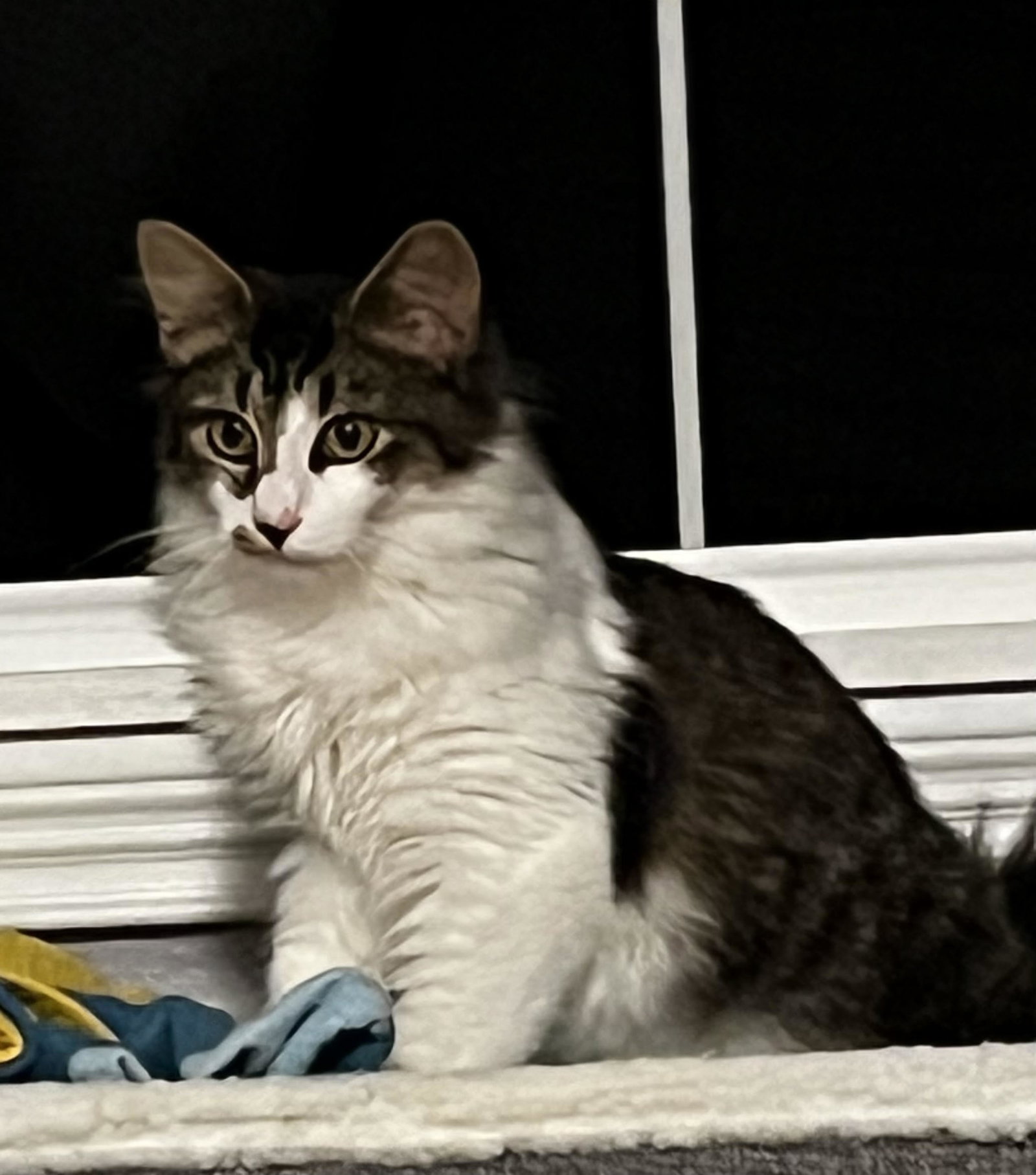 Xander