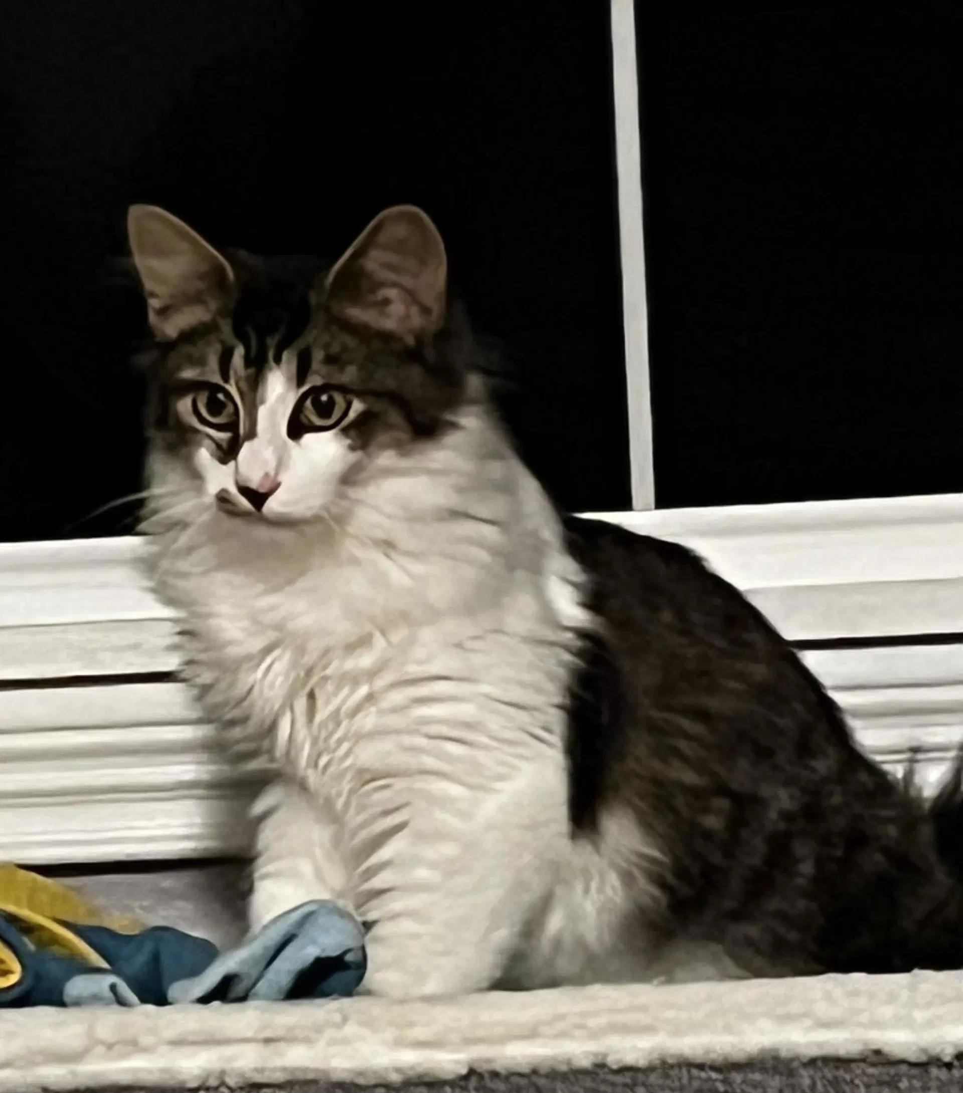 Xander - Domestic Medium Hair