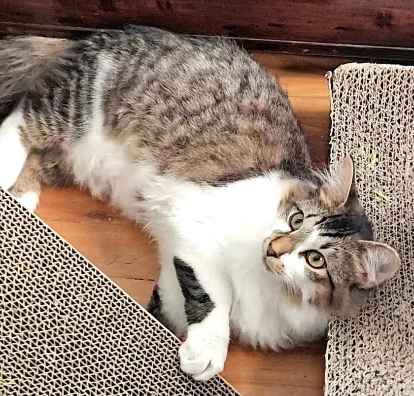 Sebastian - Domestic Medium Hair