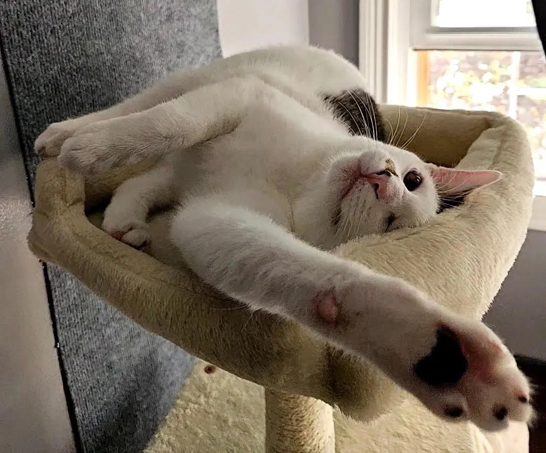 Bartholomew - Domestic Medium Hair