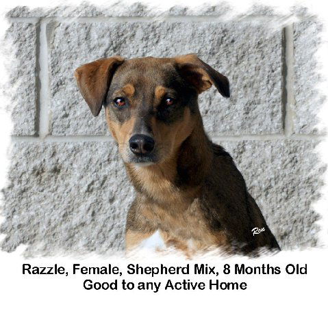 Razzle - Cell Dog