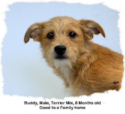 Buddy -Graduate