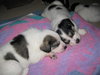 Puppies!