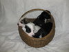 Puppies!