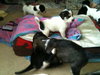 Puppies!