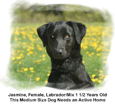 Jasmine - Cell Dog